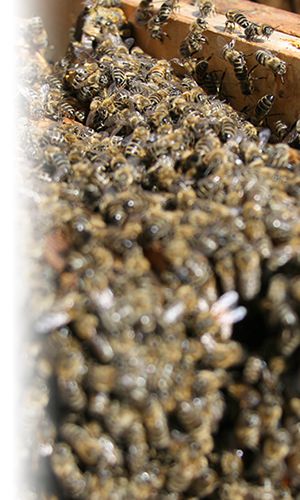 Abejas