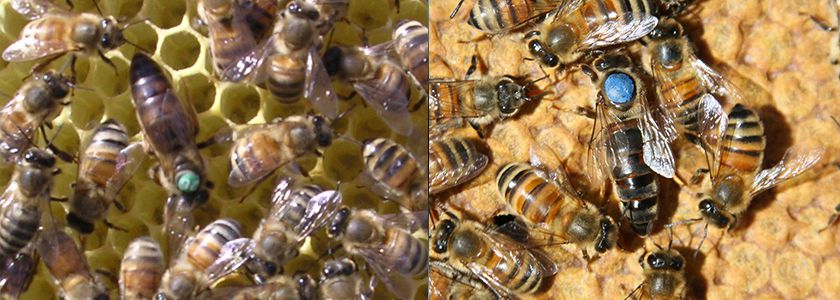 Abeja Reina